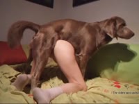 Dog hard fucking a sex doll in animal porno